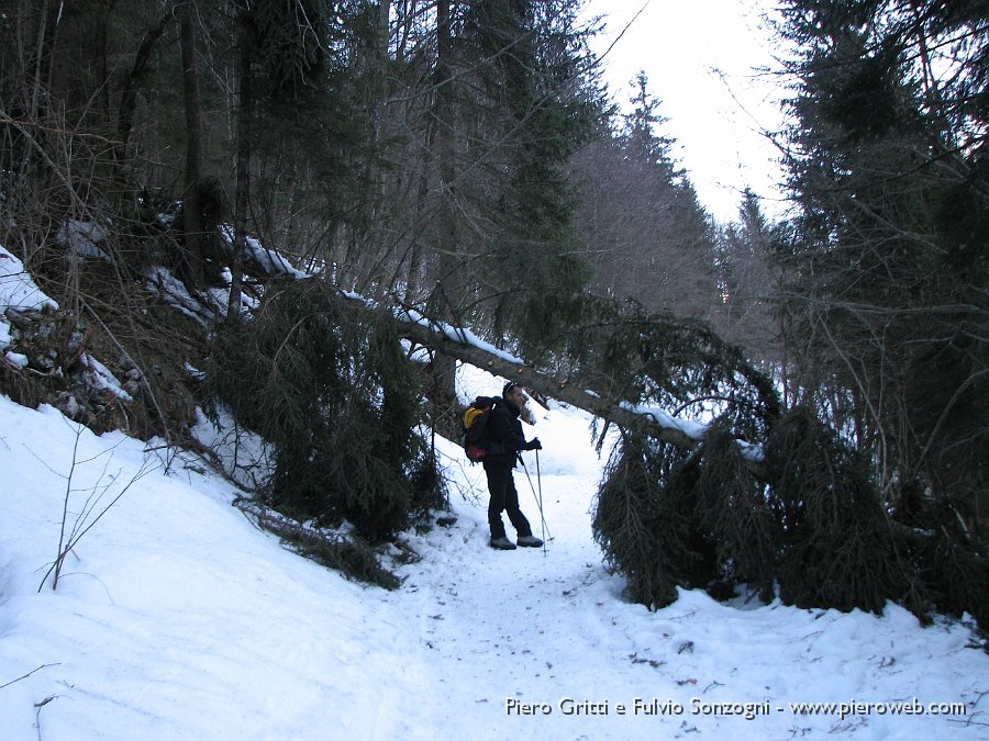 04 Abbattuto sotto il peso della neve.jpg